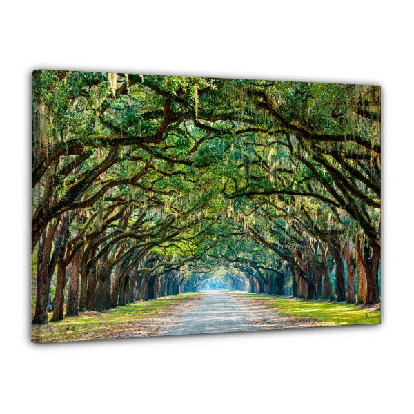 Cuadro Camino bordeado de robles en la histórica Plantación Wormsloe en Savannah, Georgia, EE.UU. – Impresión en Lienzo con Bastidor de pino macizo