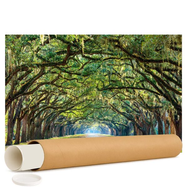 Cuadro Camino bordeado de robles en la histórica Plantación Wormsloe en Savannah, Georgia, EE.UU - Impresión en papel fotográfico laminado de máxima calidad