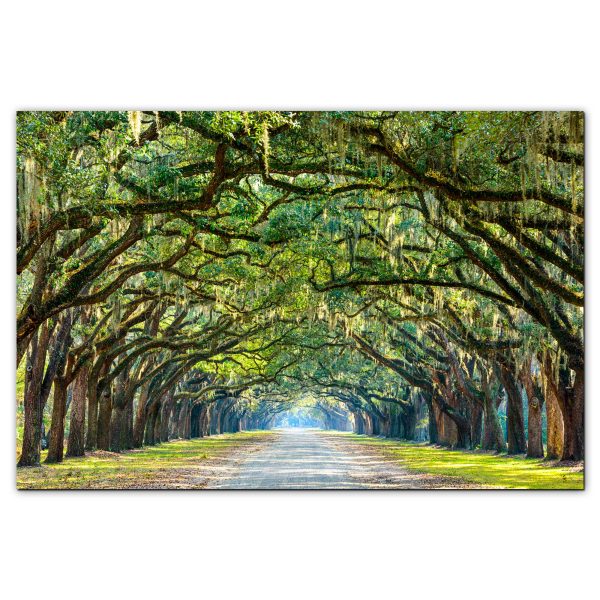 Cuadro Camino bordeado de robles en la histórica Plantación Wormsloe en Savannah, Georgia, EE.UU. – Impresión en Lienzo con Bastidor de pino macizo - Imagen 5