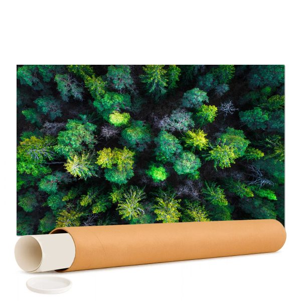 Cuadro Bosque verde boreal de abetos, vista aérea - Lámina / Póster Papel Fotográfico Laminado Premium