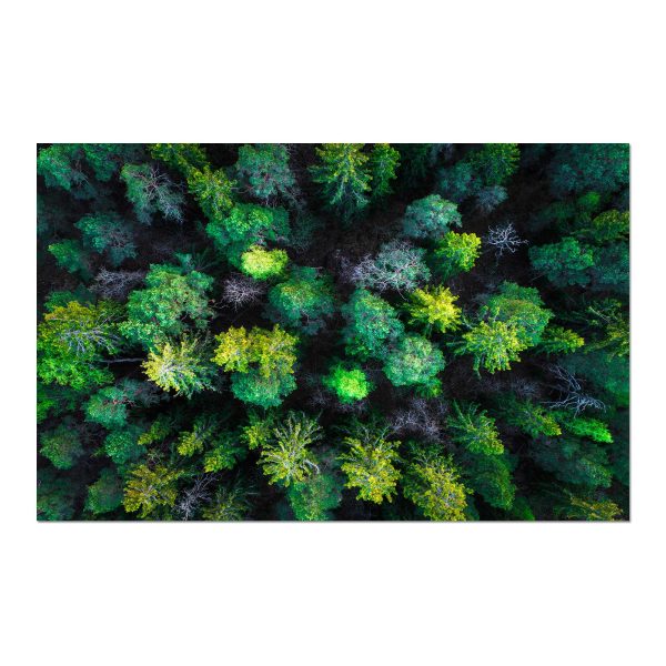 Cuadro Bosque verde boreal de abetos, vista aérea - Lámina / Póster Papel Fotográfico Laminado Premium 1